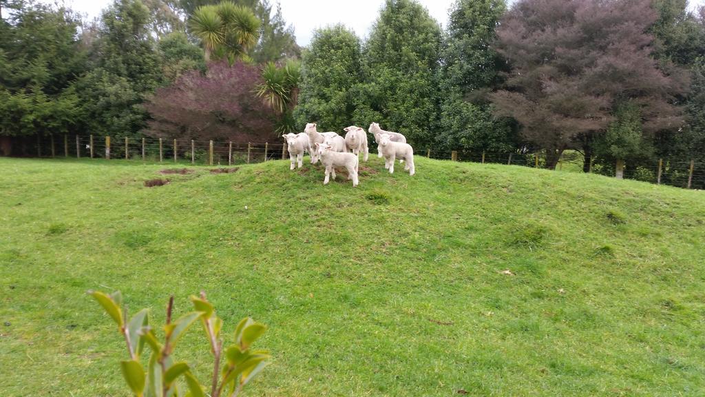 Hadleigh Boutique Lodge Tamahere Buitenkant foto